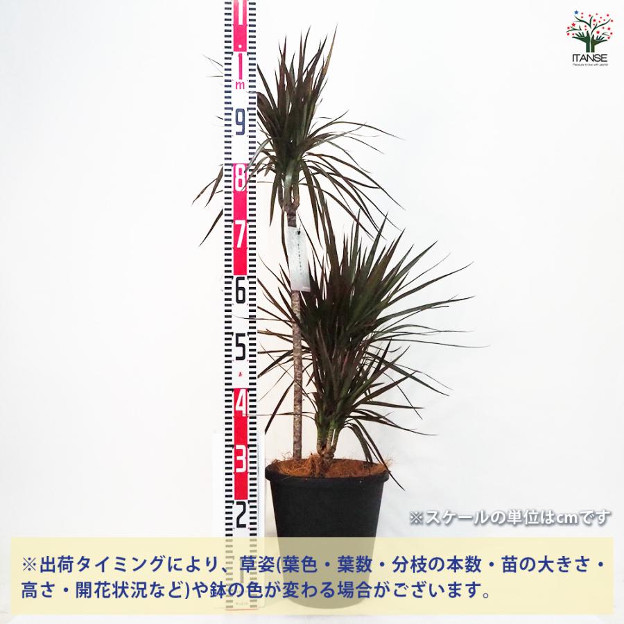 現品　ドラセナ　コンシンネ　マジェンタ　13番　観葉植物　特大　インテリア　室内 ドラセナ コンシンネ マジェンタ 観葉植物 8号鉢/1個売り