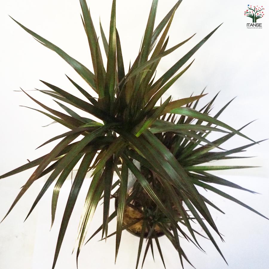 ドラセナ コンシンネ マジェンタ 観葉植物 8号鉢/1個売り