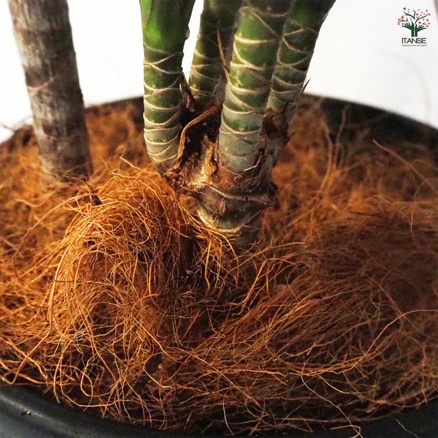 ドラセナ コンシンネ マジェンタ 観葉植物 8号鉢/1個売り