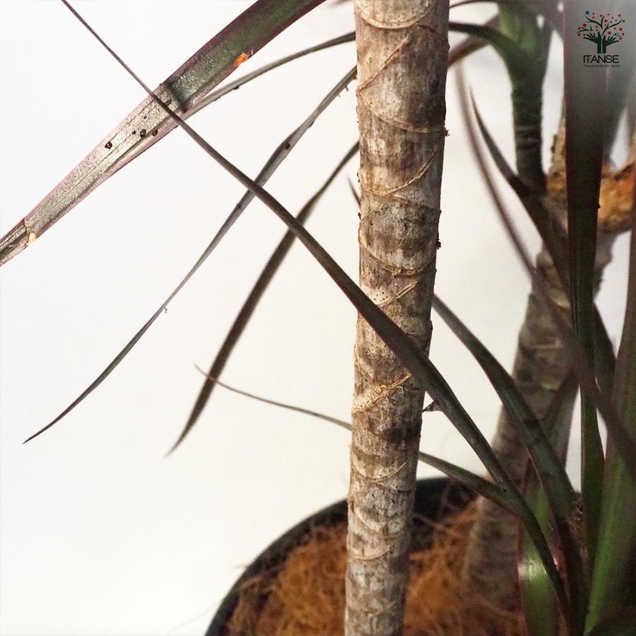 現品　ドラセナ　コンシンネ　マジェンタ　11番　観葉植物　特大　インテリア　室内 ドラセナ コンシンネ マジェンタ 観葉植物 8号鉢/1個売り