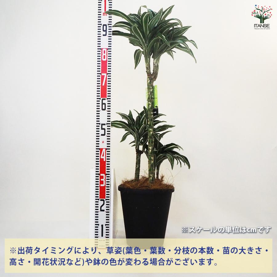 ［現品］【希少】86番　ドラセナ　ジェイドジュエル　8号　観葉植物　室内　レア ドラセナ ジェイドジュエル 観葉植物 8号鉢/1個売り リュウゼツラン