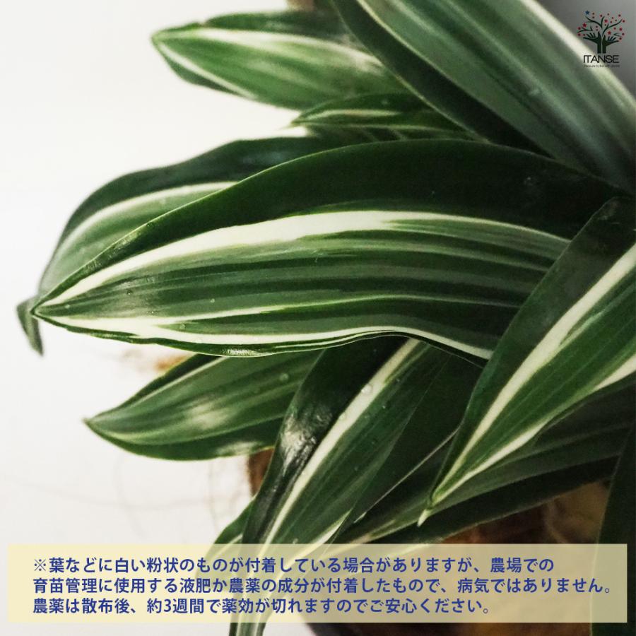 ドラセナ ジェイドジュエル 観葉植物 8号鉢/1個売り リュウゼツラン