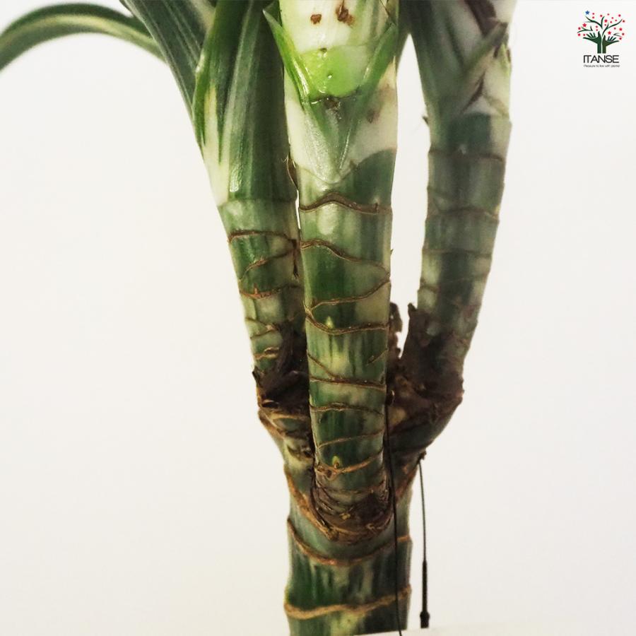 ドラセナ ジェイドジュエル 観葉植物 8号鉢/1個売り リュウゼツラン