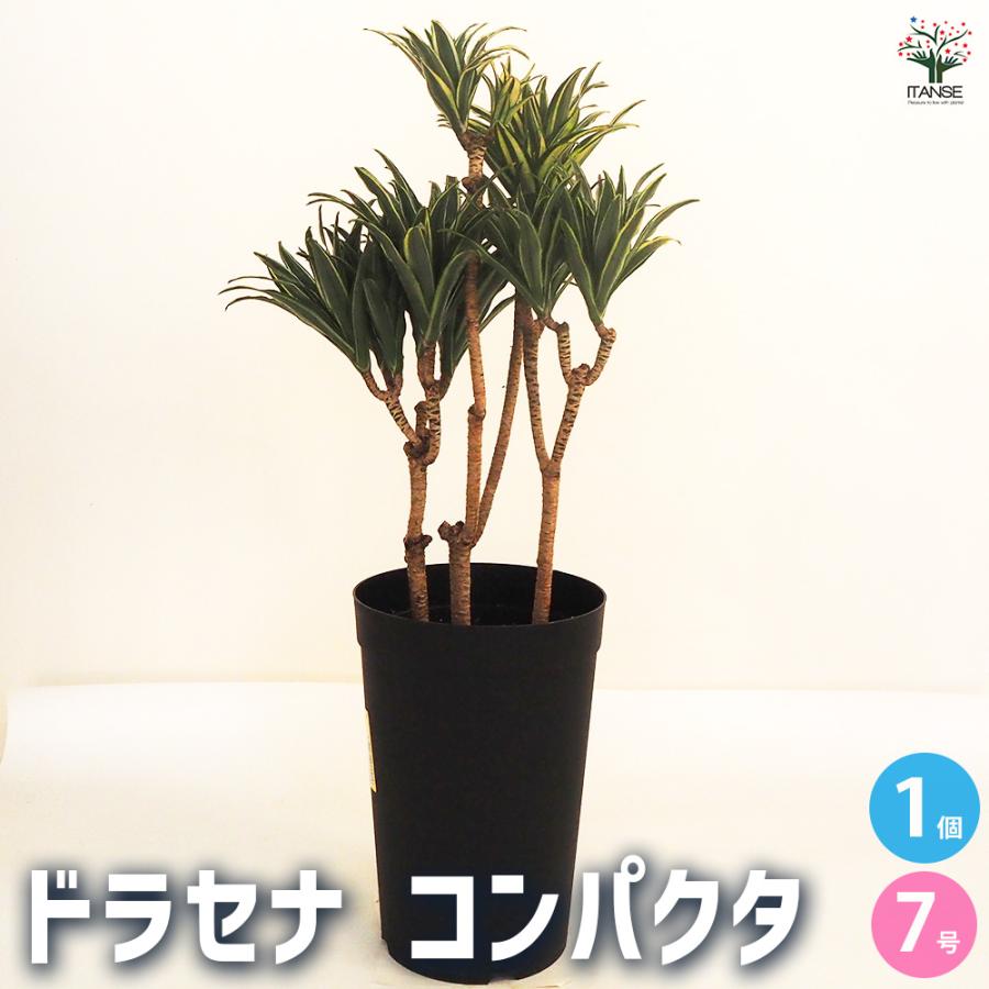 ドラセナ コンパクタ 観葉植物 7号鉢/1個売り リュウゼツラン
