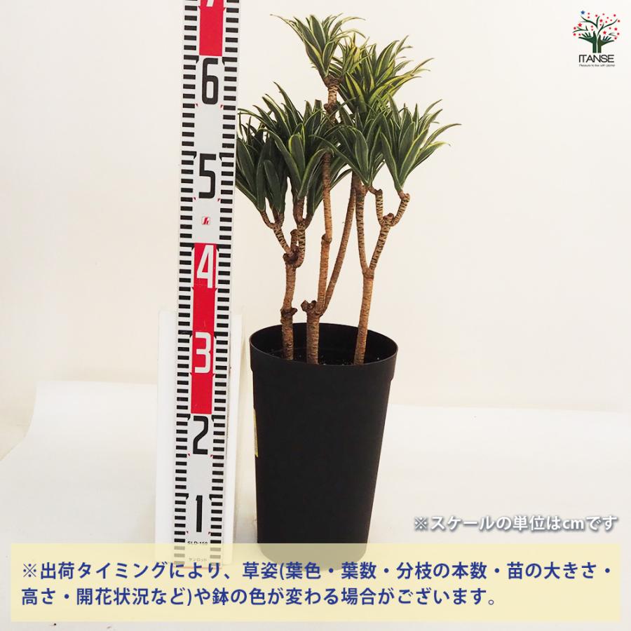 ドラセナ コンパクタ 観葉植物 7号鉢/1個売り リュウゼツラン