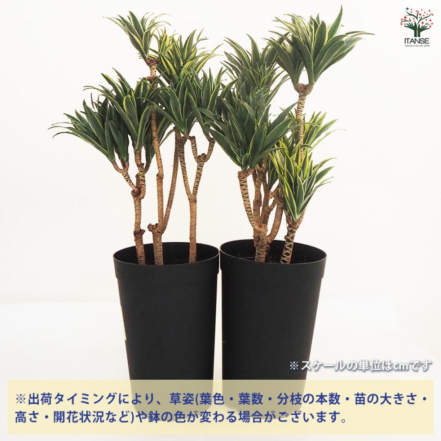 ドラセナ コンパクタ 観葉植物 7号鉢/1個売り リュウゼツラン