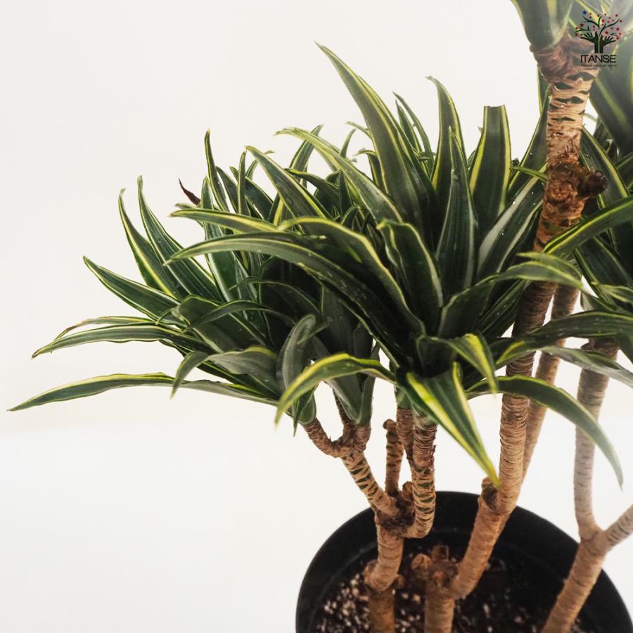 ドラセナ コンパクタ 観葉植物 7号鉢/1個売り リュウゼツラン