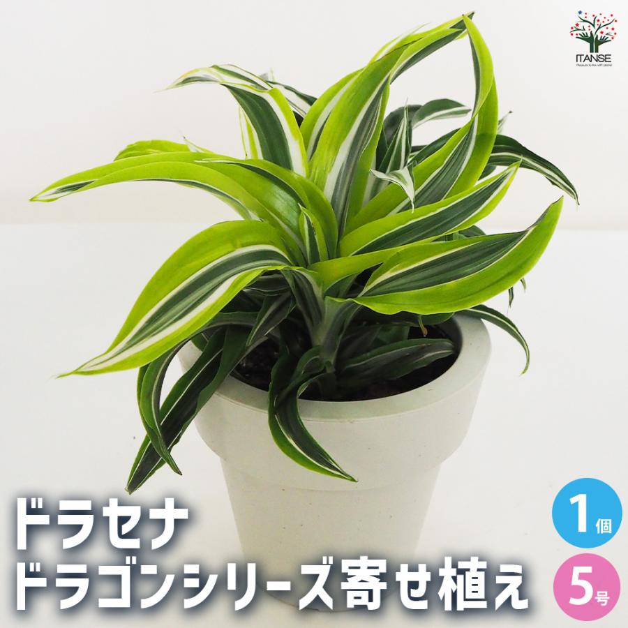 ドラセナ ドラゴンシリーズ寄せ植え 観葉植物 5号鉢/1個売り