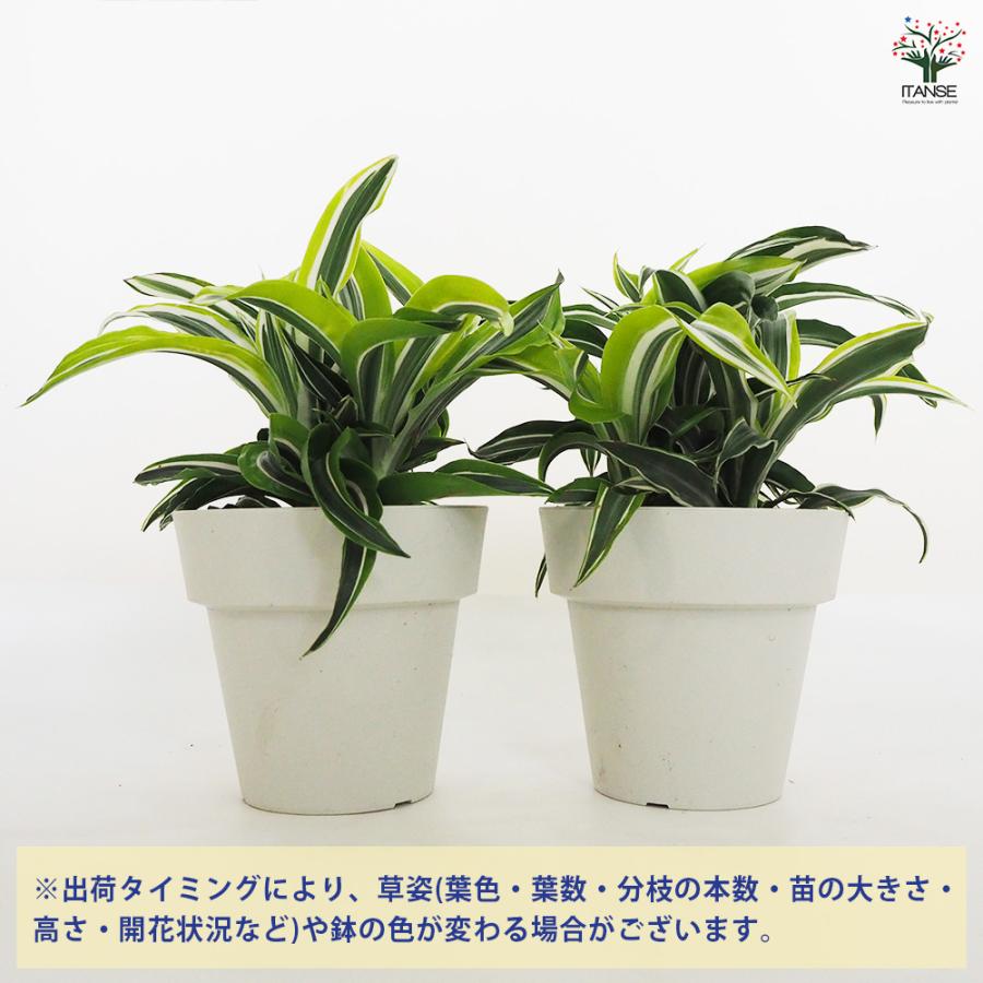 ドラセナ ドラゴンシリーズ寄せ植え 観葉植物 5号鉢/1個売り