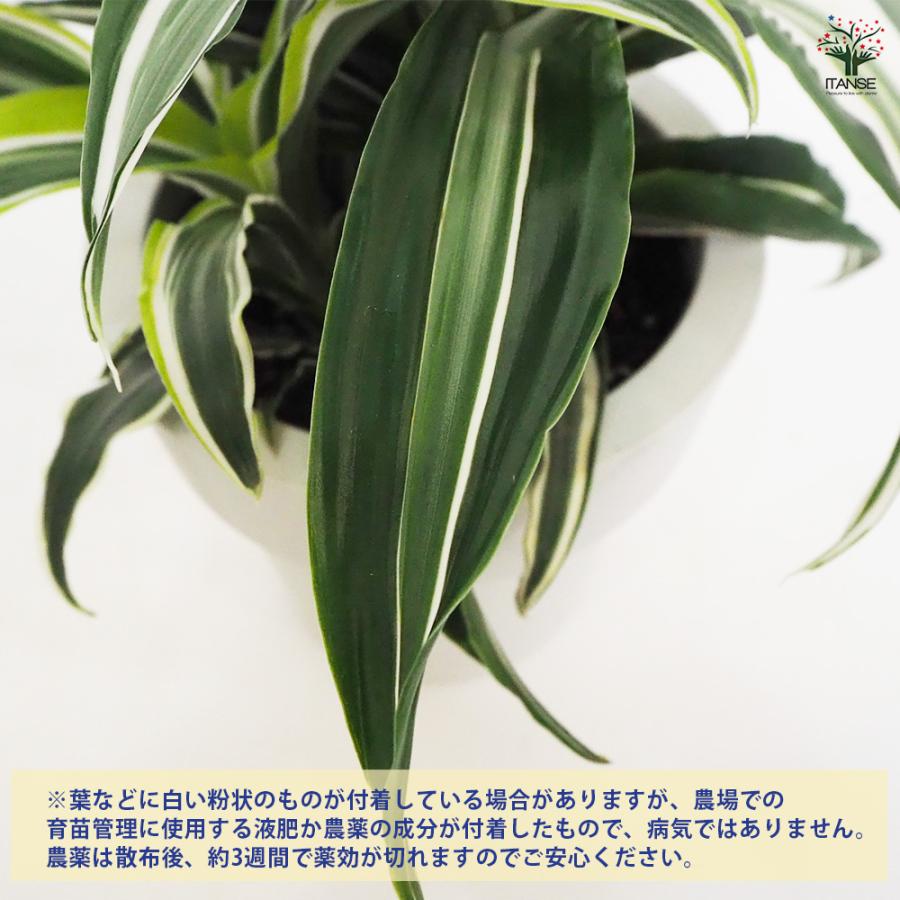 ドラセナ ドラゴンシリーズ寄せ植え 観葉植物 5号鉢/1個売り