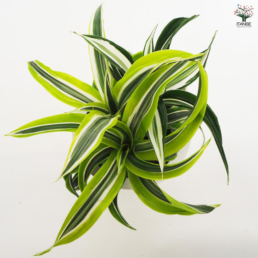 P. Dragon 観葉植物 P. Dragon 観葉植物