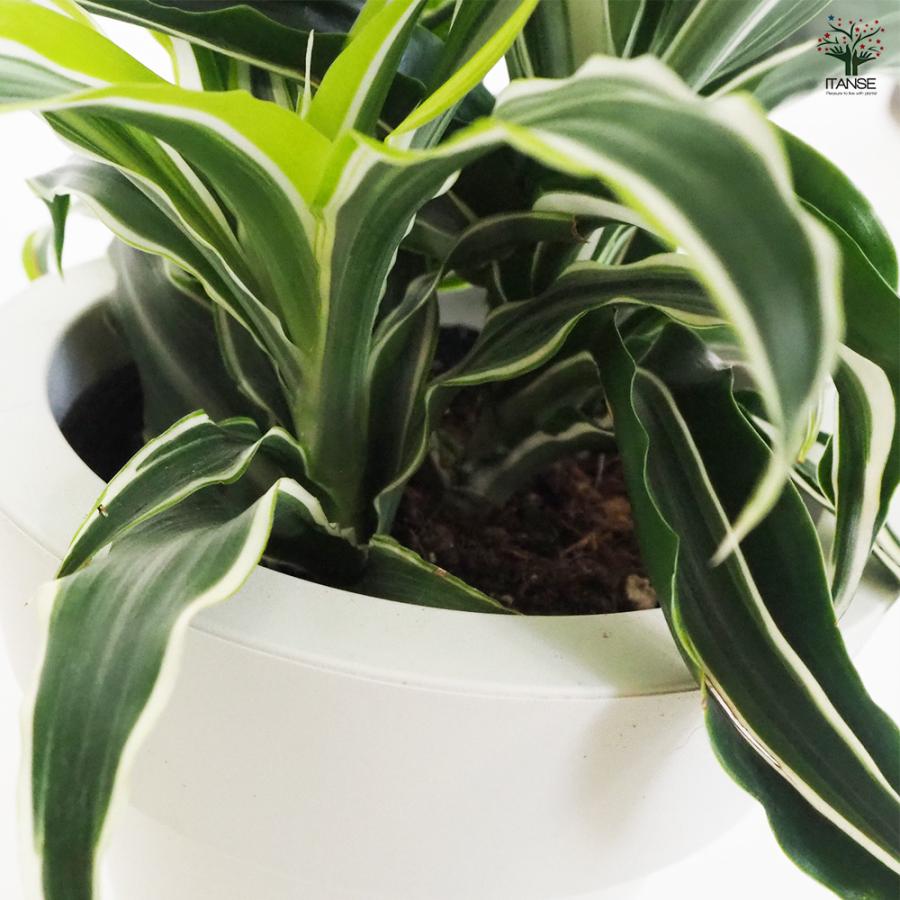 ドラセナ ドラゴンシリーズ寄せ植え 観葉植物 5号鉢/1個売り