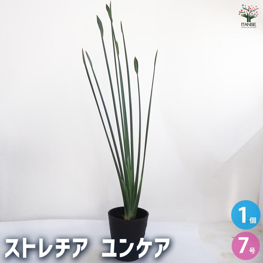 ストレリチア ユンケア 観葉植物 7号鉢/1個売り 観葉 インテリア