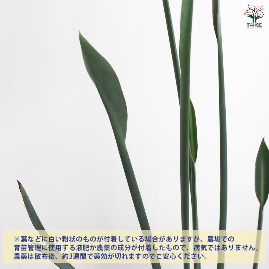 ストレリチア ユンケア 観葉植物 7号鉢/1個売り 観葉 インテリア