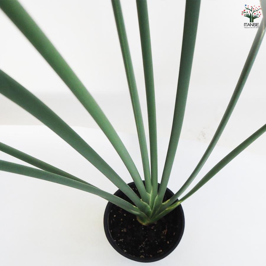 ストレリチア　ユンケア　観葉植物　約110センチ ストレリチア ユンケア 観葉植物 7号鉢/1個売り 観葉 インテリア