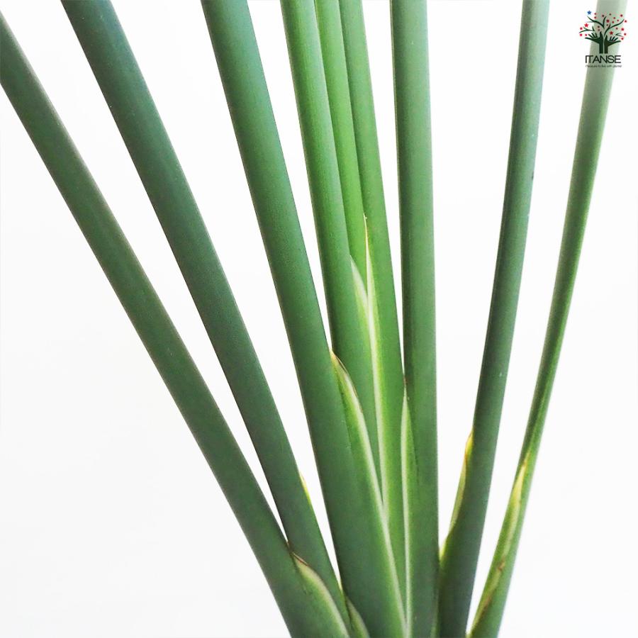 ストレリチア ユンケア 観葉植物 7号鉢/1個売り 観葉 インテリア