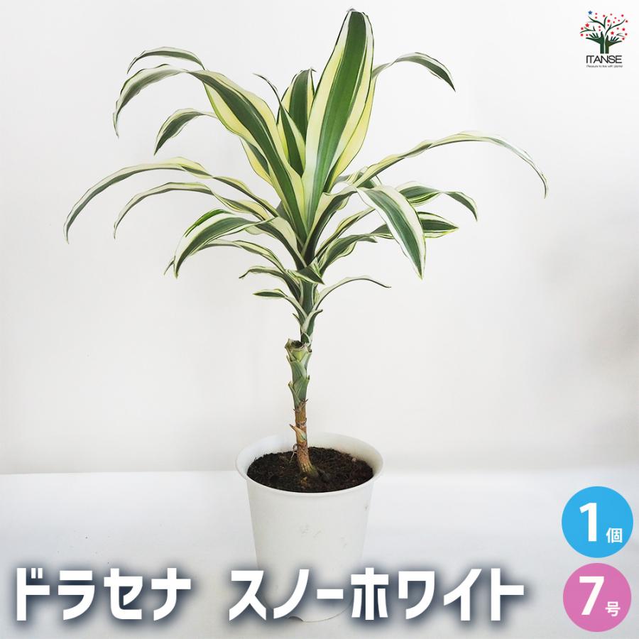 7【ドラセナ 約190cm】特大サイズ｜西海岸インテリア｜シンボルツリー｜BLUE DOOR PLANTS ドラセナ スノーホワイト 観葉植物 7号鉢/1個売り リュウゼツラン