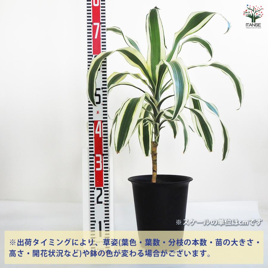 ドラセナ スノーホワイト 観葉植物 7号鉢/1個売り リュウゼツラン