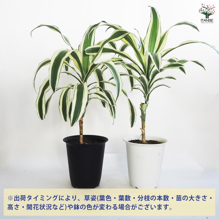 ドラセナ スノーホワイト 観葉植物 7号鉢/1個売り リュウゼツラン