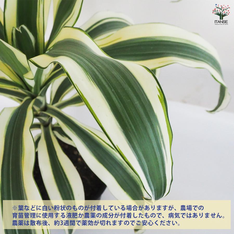 ドラセナ スノーホワイト 観葉植物 7号鉢/1個売り リュウゼツラン