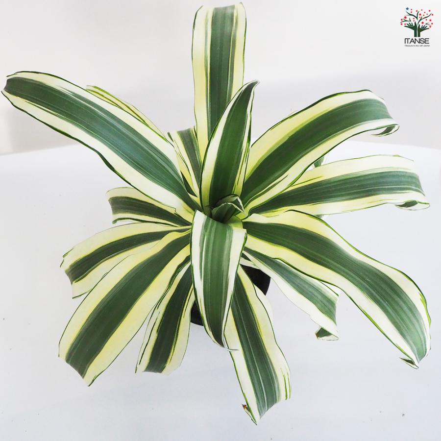 ドラセナ スノーホワイト 観葉植物 7号鉢/1個売り リュウゼツラン