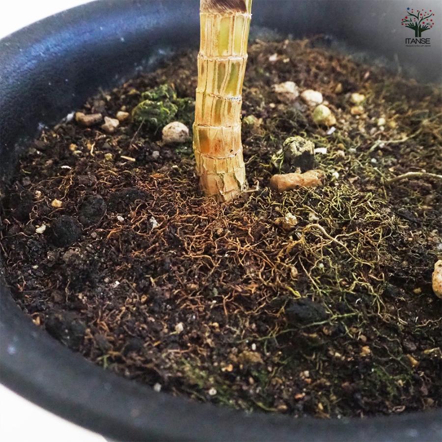 ドラセナ スノーホワイト 観葉植物 7号鉢/1個売り リュウゼツラン