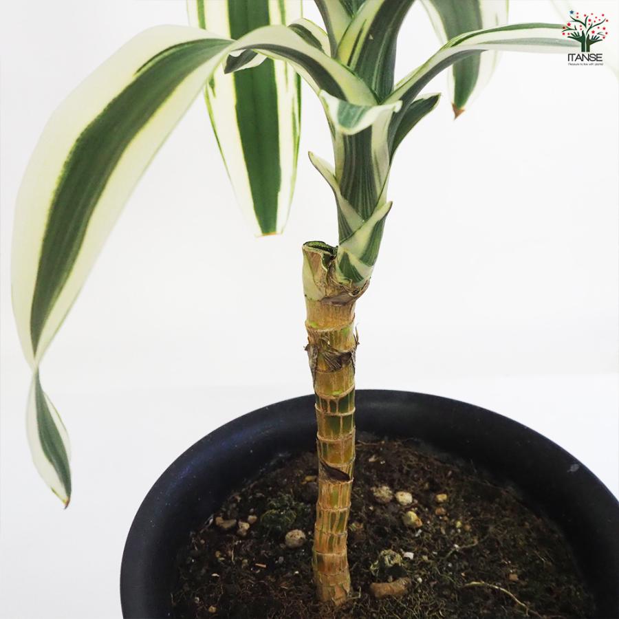 ドラセナ スノーホワイト 観葉植物 7号鉢/1個売り リュウゼツラン