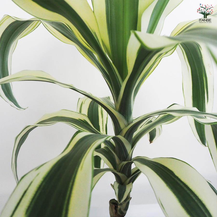 ドラセナ スノーホワイト 観葉植物 7号鉢/1個売り リュウゼツラン