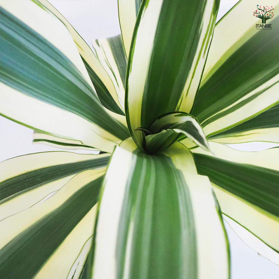 ドラセナ スノーホワイト 観葉植物 7号鉢/1個売り リュウゼツラン