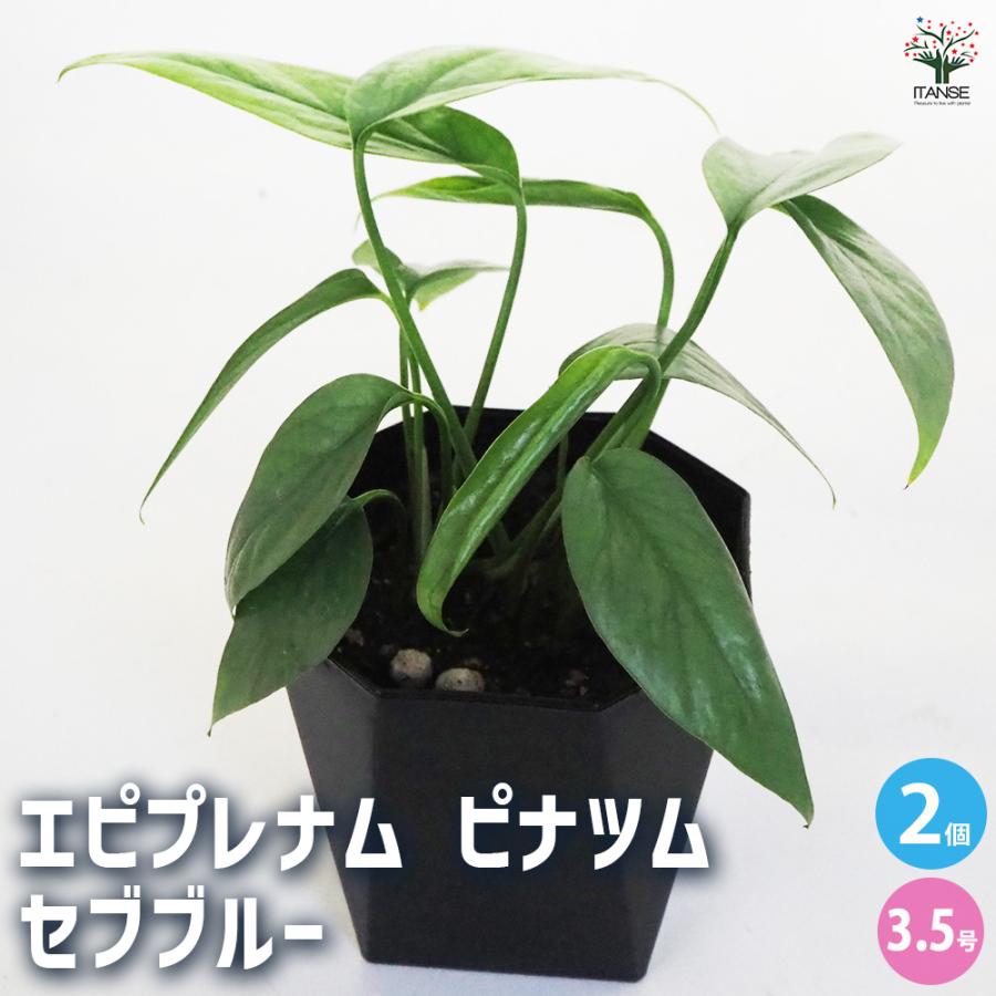 観葉植物 エピプレナム ピナツム セブブルー 3.5号/お買い得2個セット