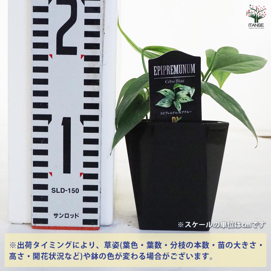 観葉植物 エピプレナム ピナツム セブブルー 3.5号/お買い得2個セット