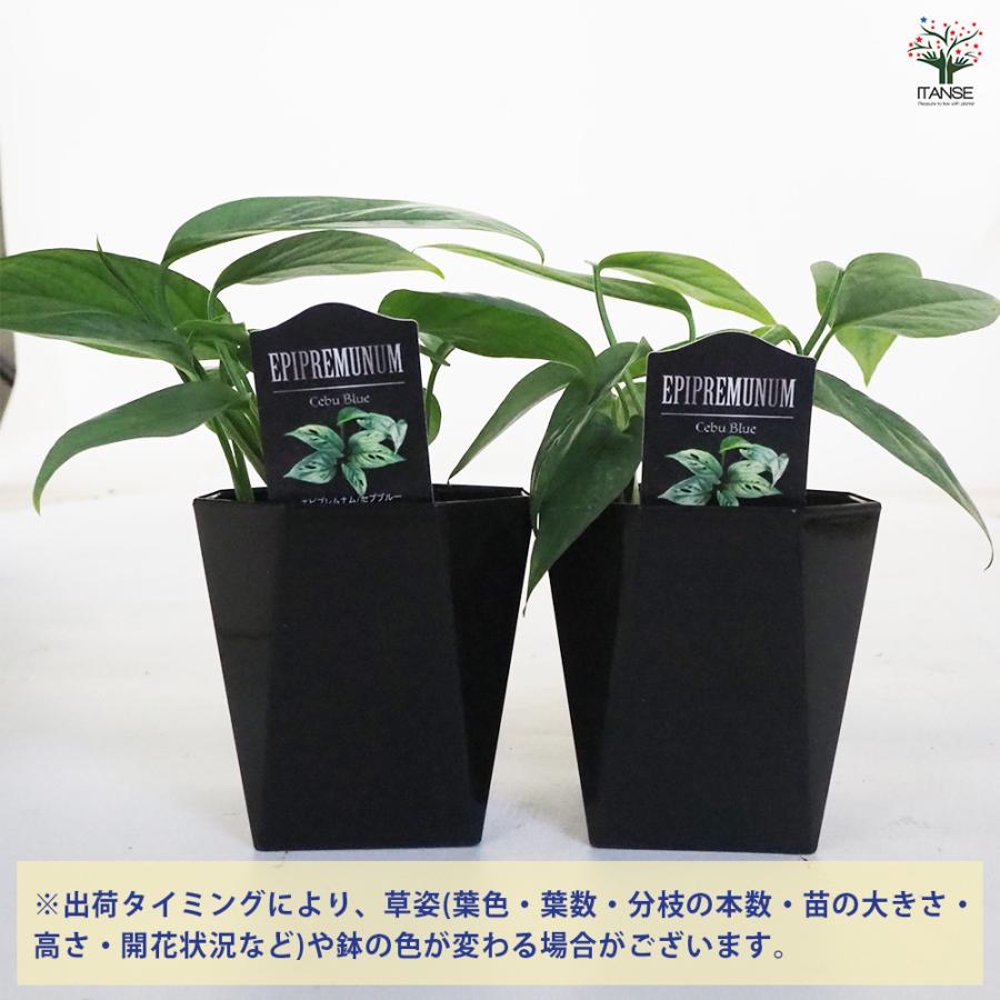 観葉植物 エピプレナム ピナツム セブブルー 3.5号/お買い得2個セット