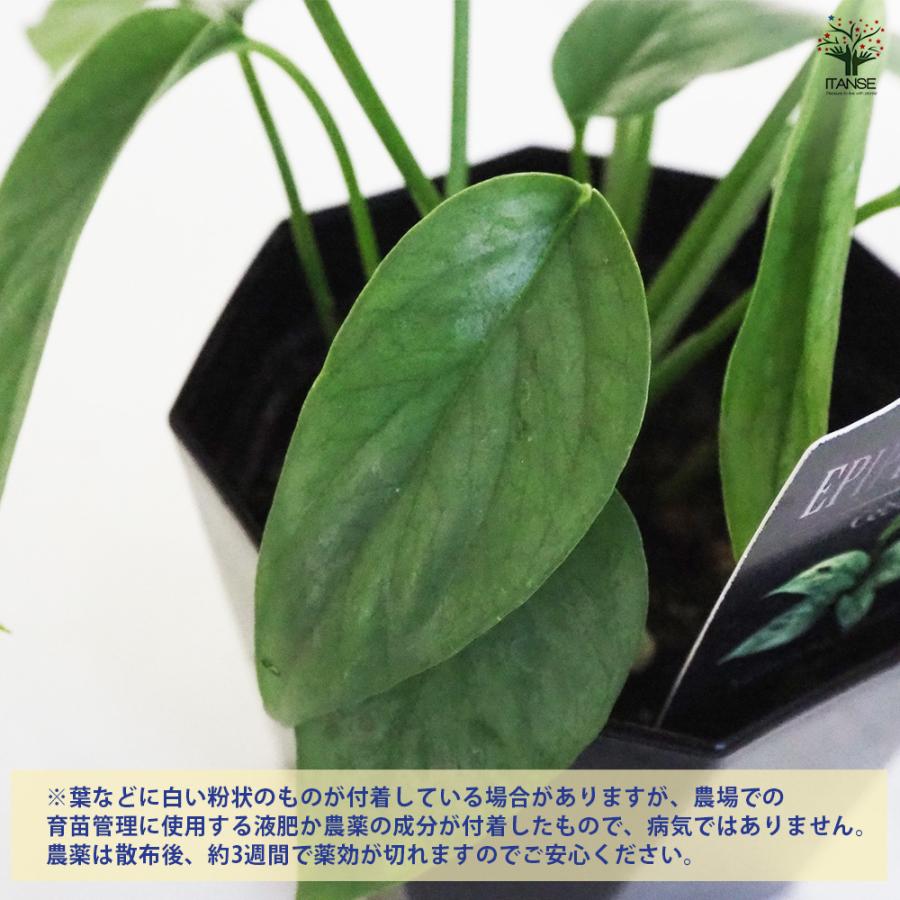 観葉植物 エピプレナム ピナツム セブブルー 3.5号/お買い得2個セット