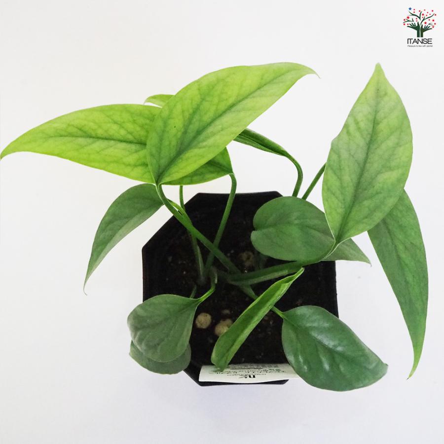 観葉植物 エピプレナム ピナツム セブブルー 3.5号/お買い得2個セット