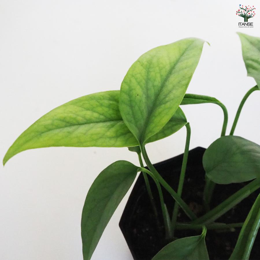 観葉植物 エピプレナム ピナツム セブブルー 3.5号/お買い得2個セット