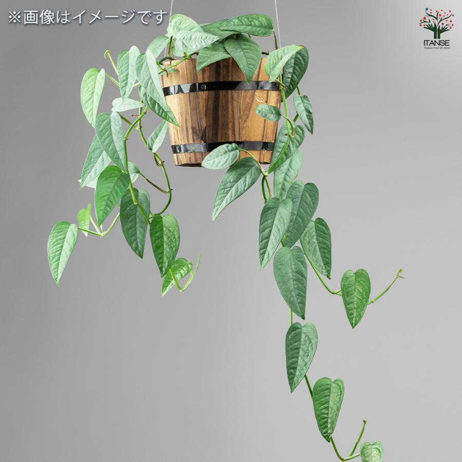 観葉植物 エピプレナム ピナツム セブブルー 3.5号/お買い得2個セット