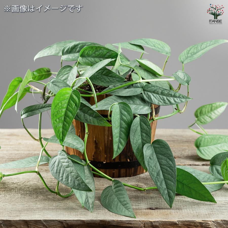 観葉植物 エピプレナム ピナツム セブブルー 3.5号/お買い得2個セット