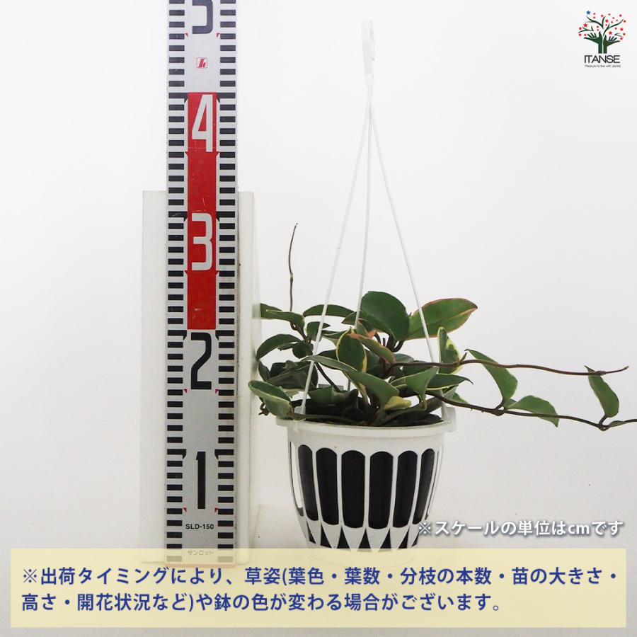 ホヤ カルノーサ 吊鉢 観葉植物 5号/1個売り サクララン ワックス