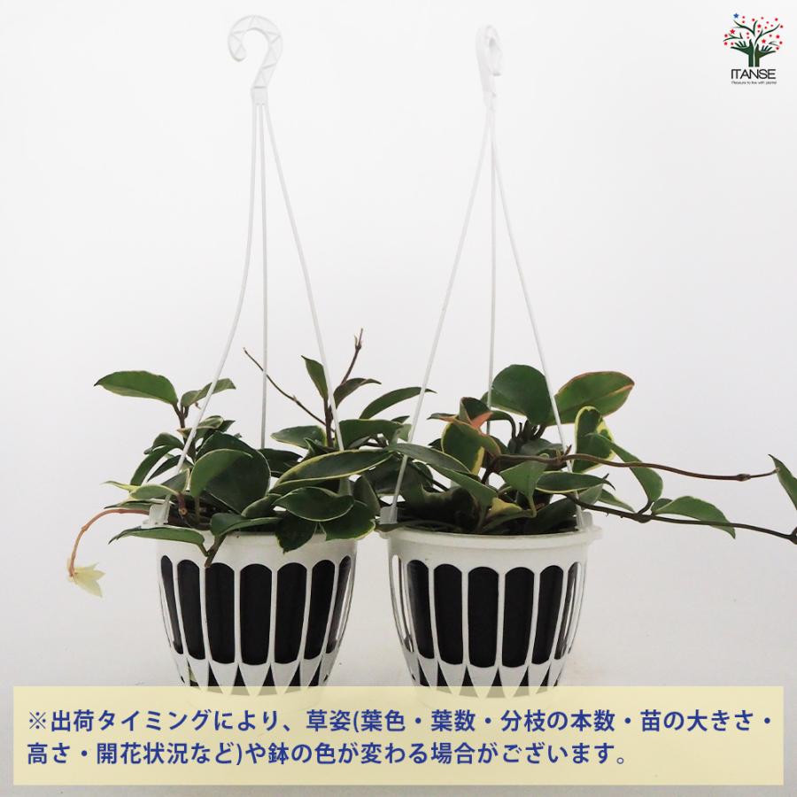 ホヤ カルノーサ 吊鉢 観葉植物 5号/1個売り サクララン ワックス