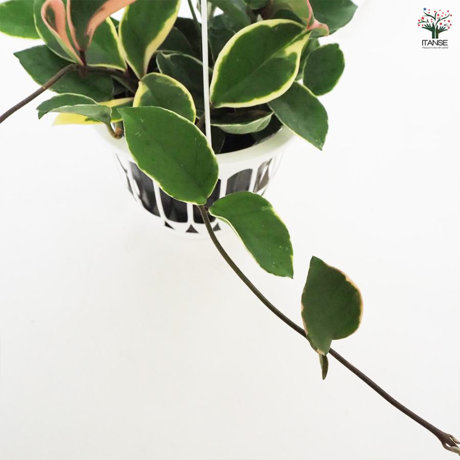 ホヤ カルノーサ 吊鉢 観葉植物 5号/1個売り サクララン ワックス