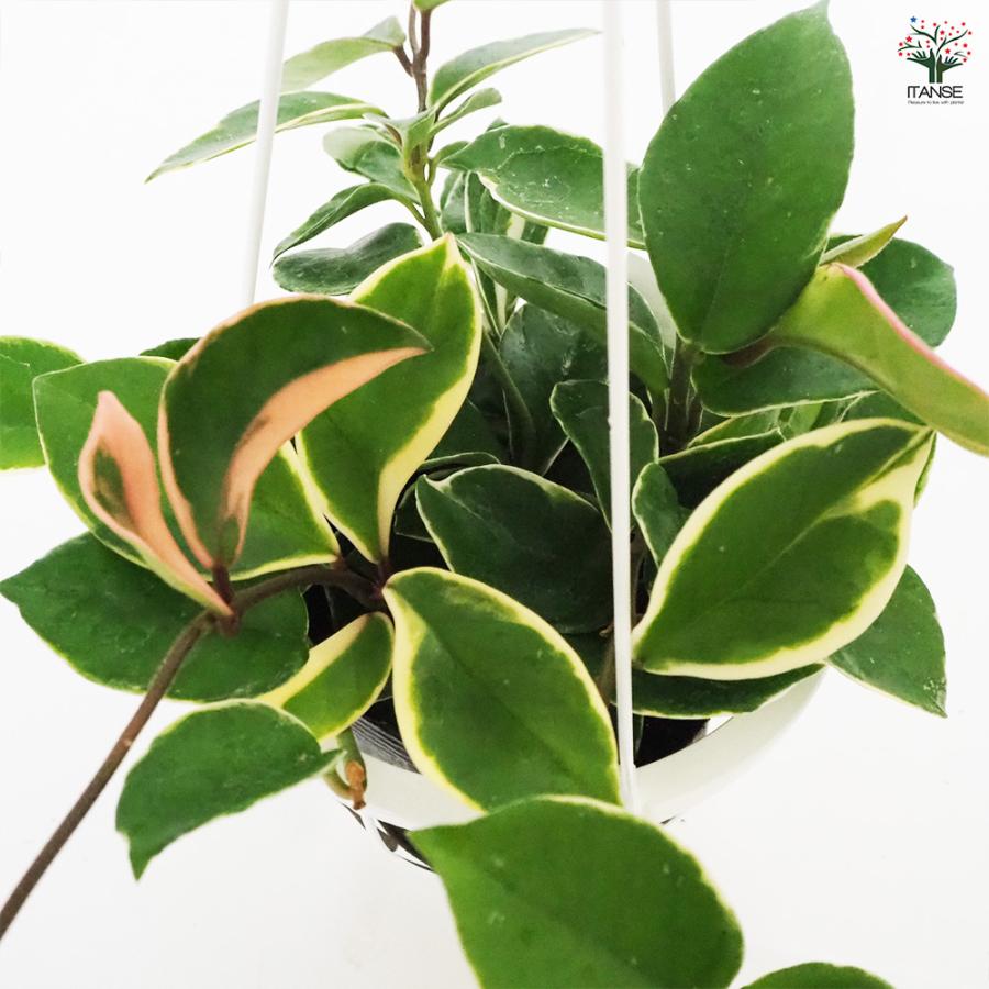 ホヤ カルノーサ 吊鉢 観葉植物 5号/1個売り サクララン ワックス