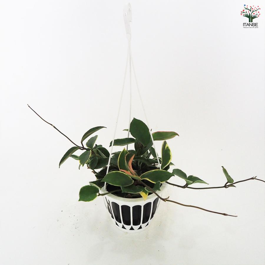 ホヤ カルノーサ 吊鉢 観葉植物 5号/1個売り サクララン ワックス