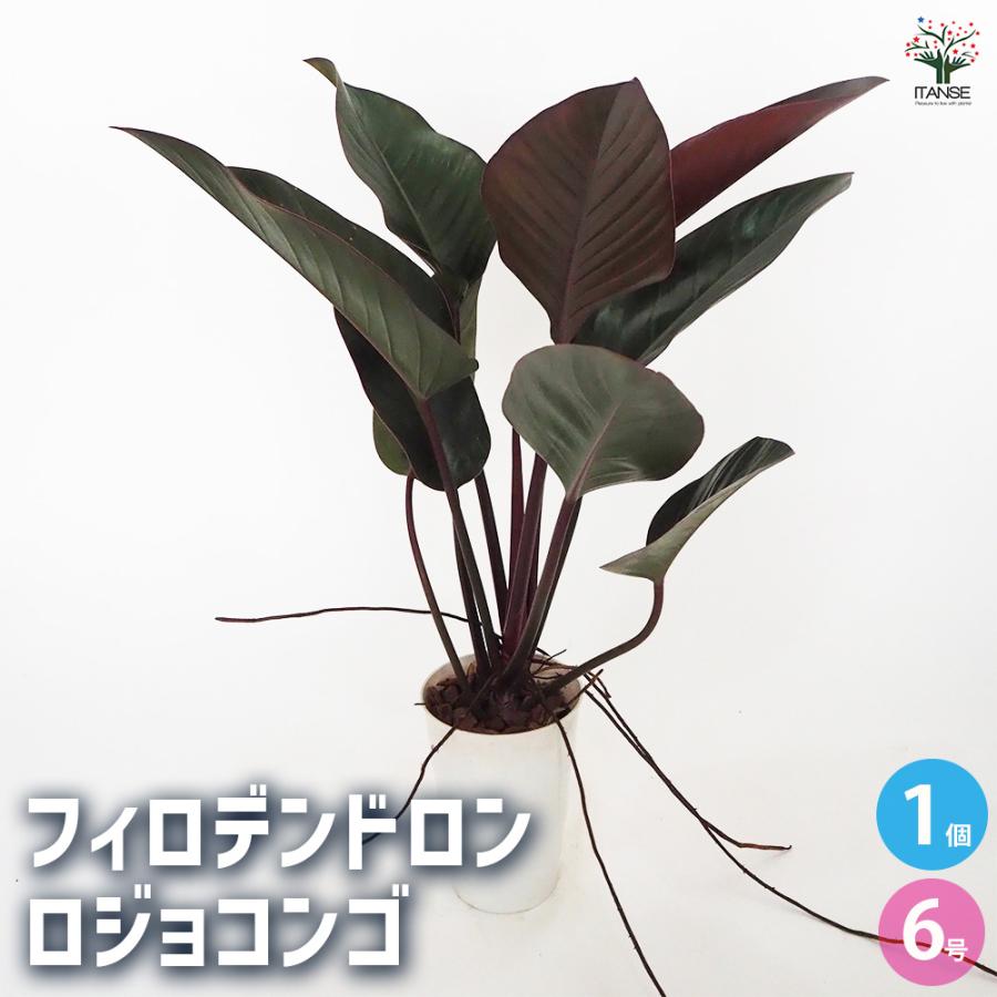 フィロデンドロン・ロジョコンゴ10号
