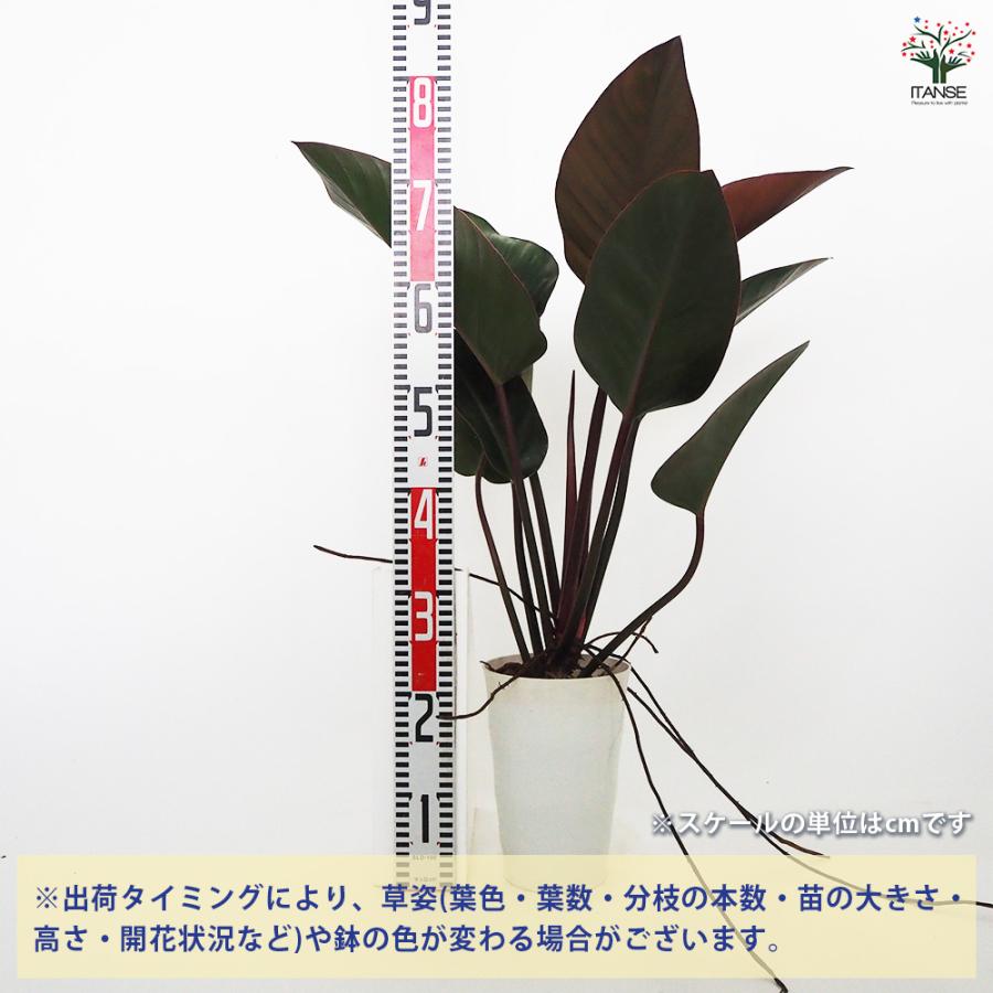 フィロデンドロン ロジョコンゴ 観葉植物 6号/1個売り フィロデン