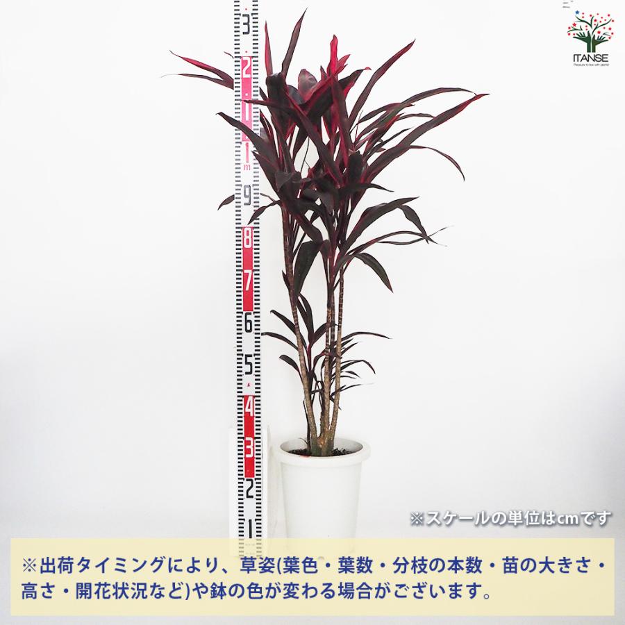コルディリネ アイチアカ 観葉植物 8号/1個売り 園芸品種 苗木 花木 