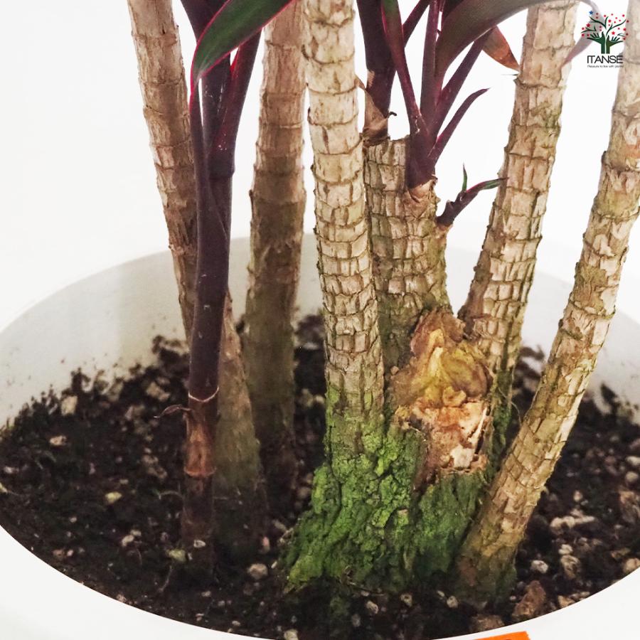 コルディリネ アイチアカ 観葉植物 8号/1個売り 園芸品種 苗木 花木 