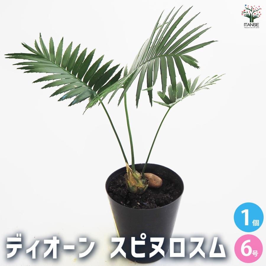 観葉植物 ディオーン スピヌロスム 6号/1個売り リビング オフィス