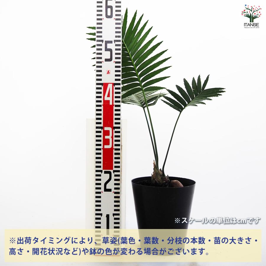 観葉植物 ディオーン スピヌロスム 6号/1個売り リビング オフィス