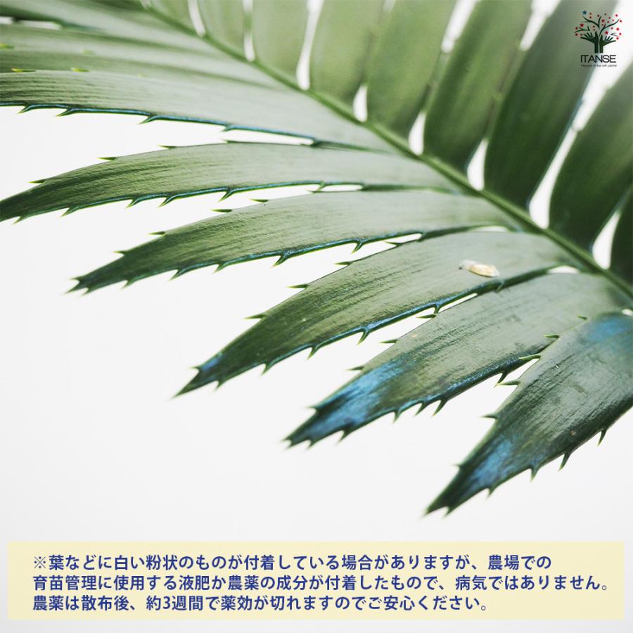 観葉植物 ディオーン スピヌロスム 6号/1個売り リビング オフィス