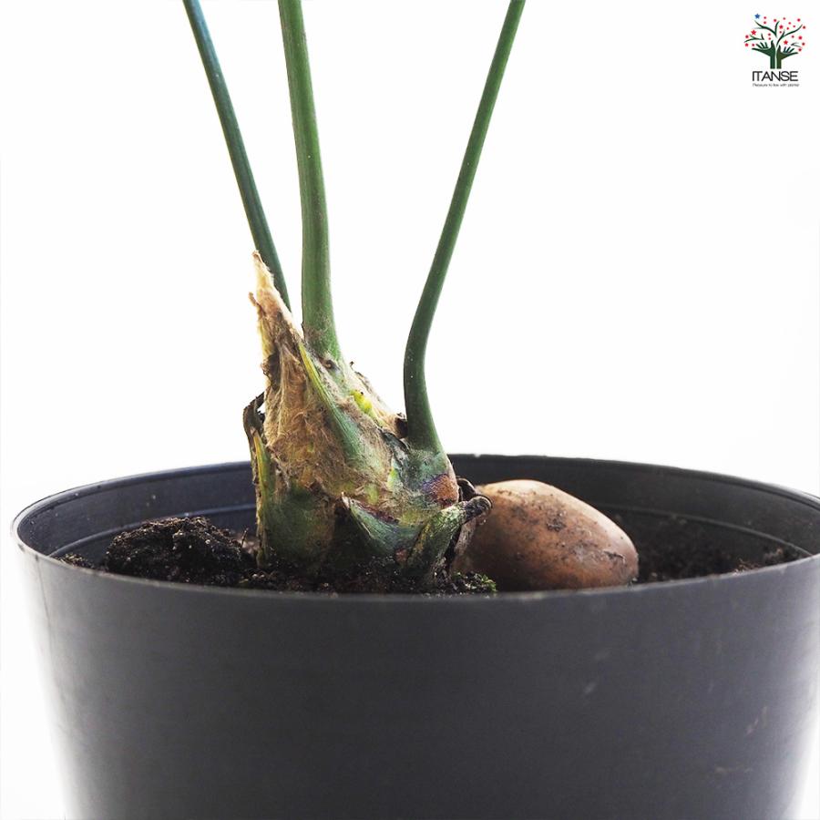 観葉植物 ディオーン スピヌロスム 6号/1個売り リビング オフィス